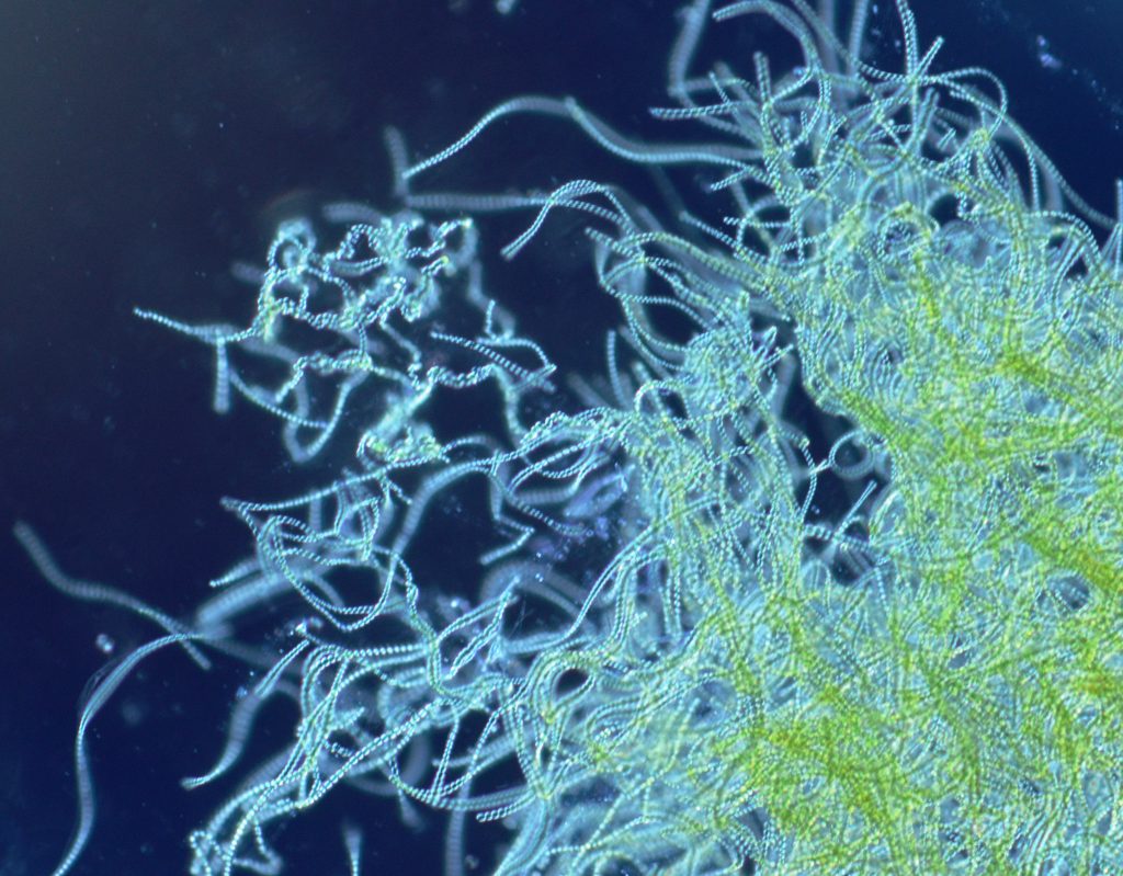 https://exploringtheinvisible.com/2014/02/24/die-urpflanze-cyanobacterial-diversity/
